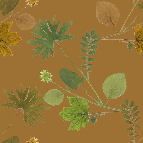 Herbarium planten achtergrond — Stockfoto