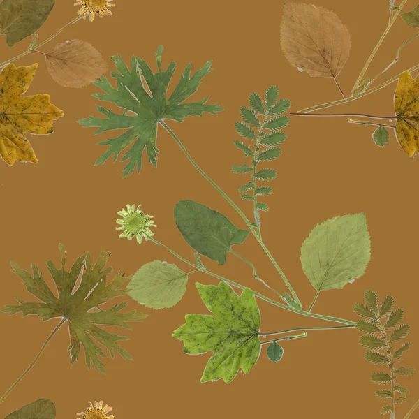 Herbarium plants background — Stock Photo, Image