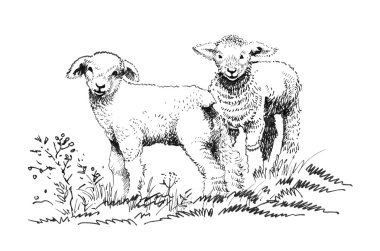 Sahada iki kuzu