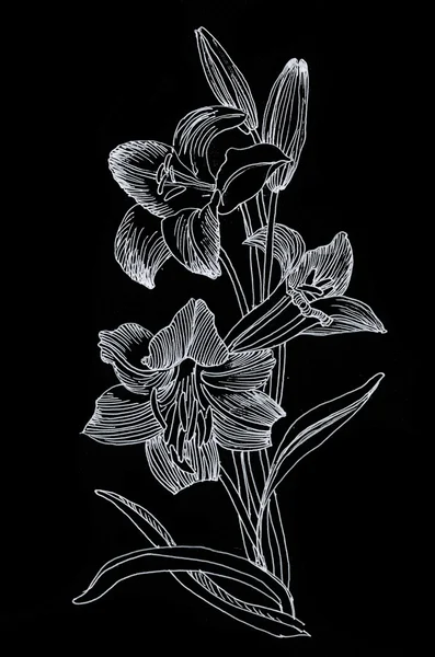 Hand drawn lily flowers — Stock Photo, Image