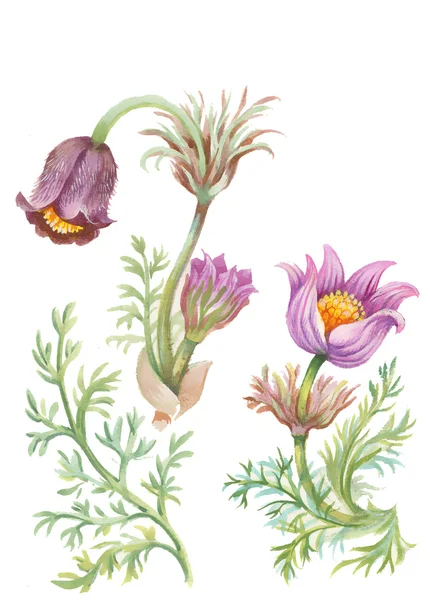 Aquarel paarse bloemen — Stockfoto