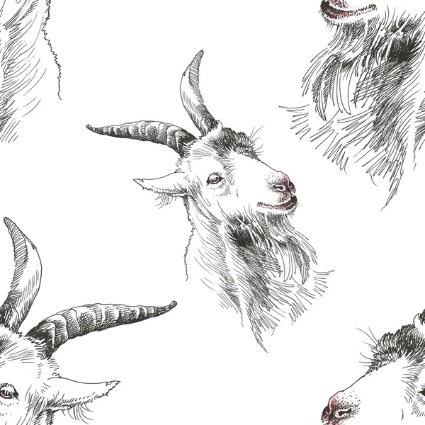 Goat heads hand drawn — Stock Photo, Image