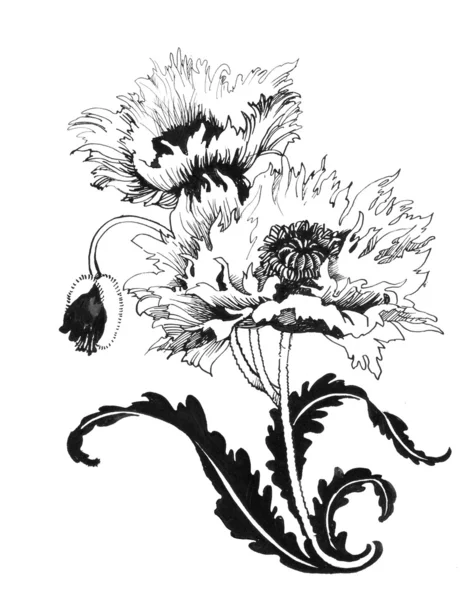 Illustration de fleurs de pavot — Photo