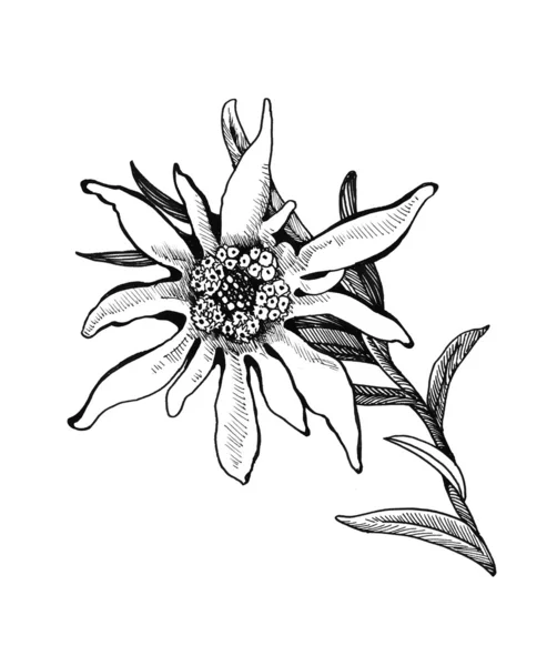 Handgezeichnete Blume — Stockfoto