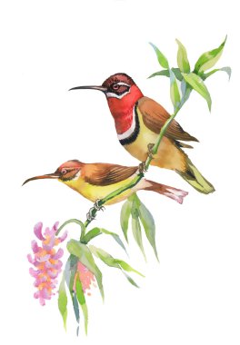 Şube egzotik kuşlar