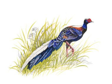 Pheasant in the grass clipart