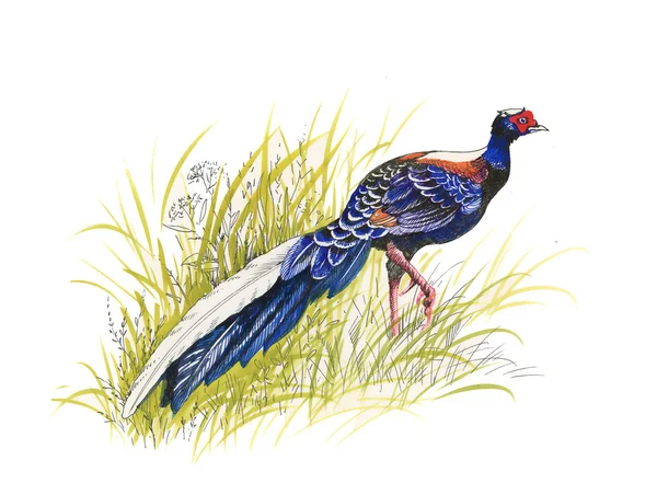 Pheasant in the grass — Stock Photo, Image