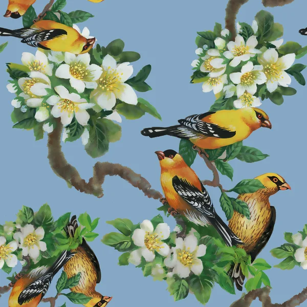 Oiseaux tropicaux avec sur arbre en fleurs — Photo