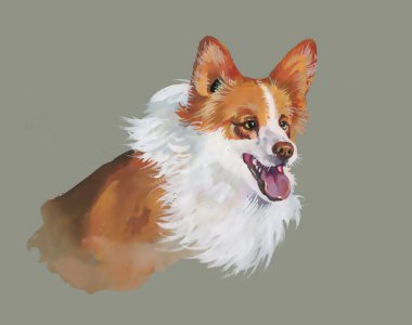 Galce corgi pembroke köpek