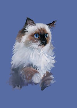 Kedi sulu boya portresi