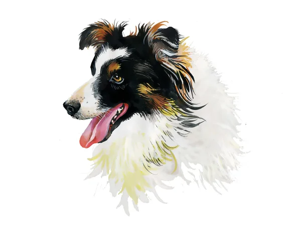 Border Collie dog — Stock Photo, Image