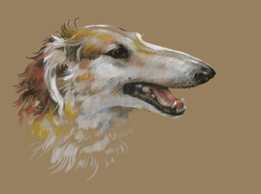 Greyhound hayvan köpek