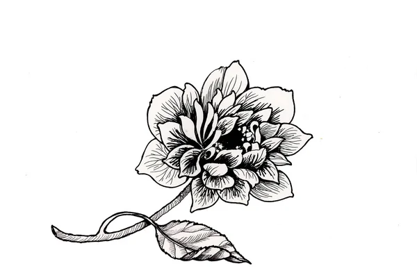 Hand drawn garden flower — Stock Photo, Image