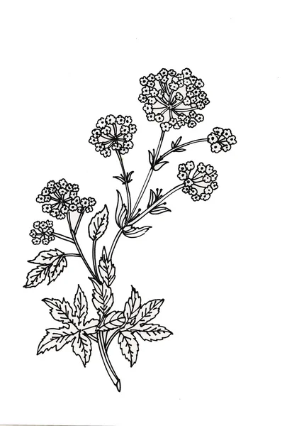 Hand drawn herbal flowers — Stock Photo, Image