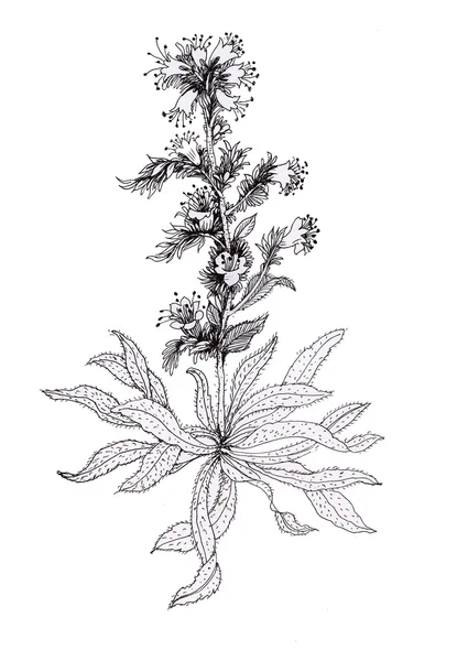 Hand drawn herbal flowers — Stock Photo, Image