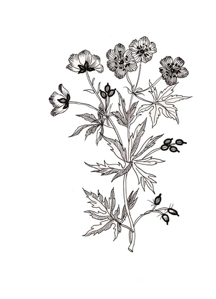 Ręcznie rysowane ziołowe kwiaty — Zdjęcie stockowe