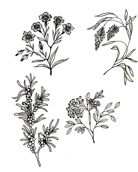 Flores de hierbas dibujadas a mano —  Fotos de Stock