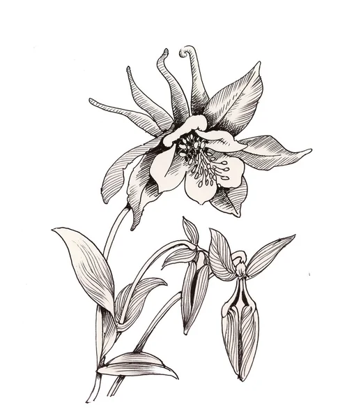 Ręcznie rysowane Kwiaty ogrodowe — Zdjęcie stockowe
