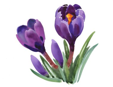 Suluboya homo çiçekler