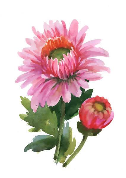 Aquarel roze bloemen — Stockfoto