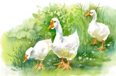 Yeşil çimlerde ördekler