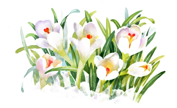 Aquarel crocus bloemen — Stockfoto