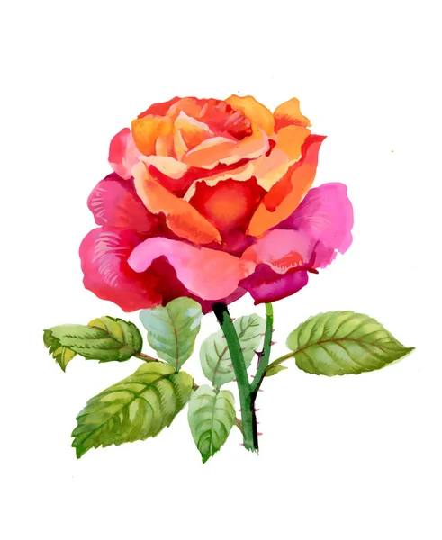 Hand drawn garden rose flower — Stock Photo, Image