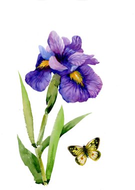 Suluboya Bahçe Iris çiçekler