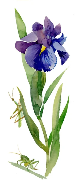 Giardino acquerello fiore di iris — Foto Stock