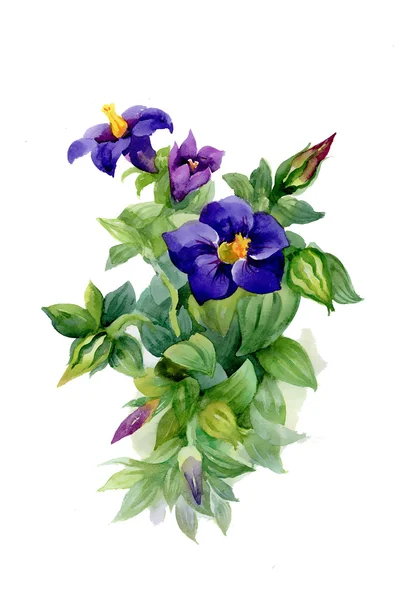 Watercolor garden flowers — Stock Photo, Image