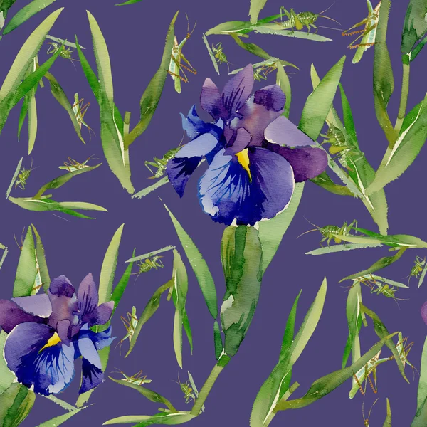 Garden iris flowers with grasshoppers — Stock Photo, Image