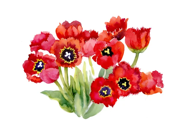 Lindas flores de tulipa — Fotografia de Stock