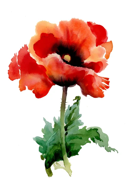 Poppy zomerbloemen — Stockfoto