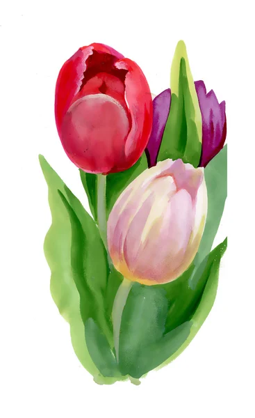 Mooie tulp bloemen — Stockfoto