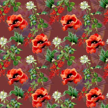 haşhaş kırmızı çiçekler