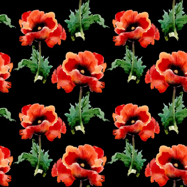 Flores de amapolas rojas —  Fotos de Stock