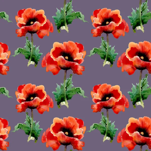 Fleurs de coquelicots rouges — Photo