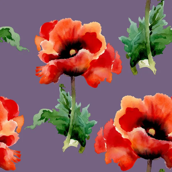 Red poppies flowers — Stock Photo, Image