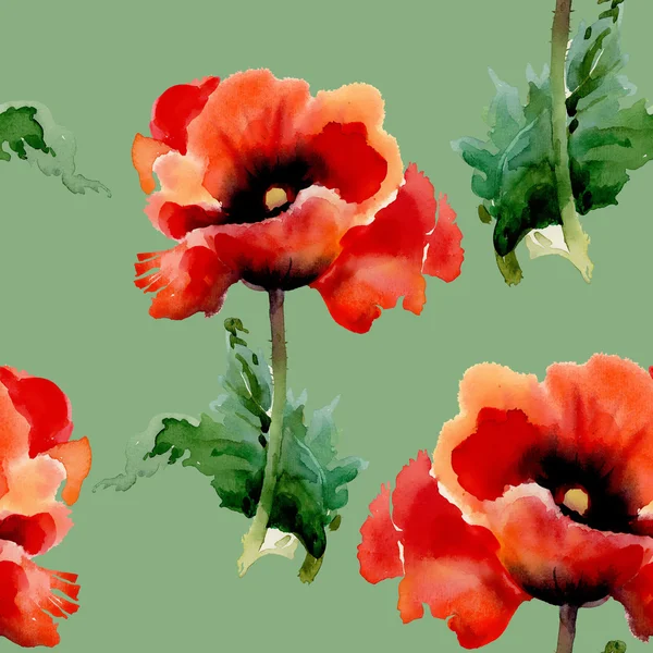 Red poppies flowers — Stock Photo, Image