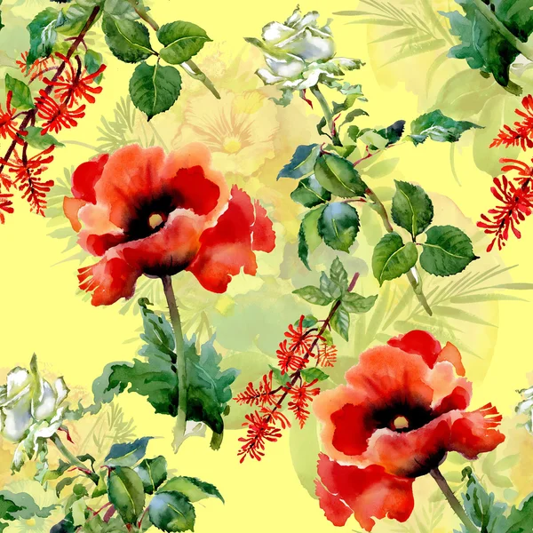 Květy červené Vlčí máky — Stock fotografie