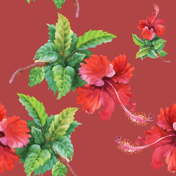 Zomer tuin hibiscus bloemen — Stockfoto