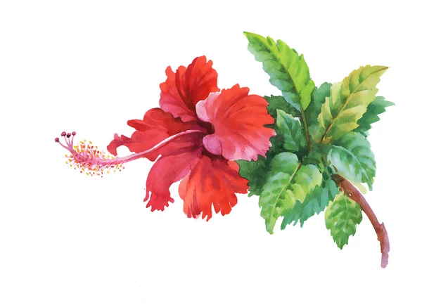 Цветущий акварельный гибискус — стоковое фото