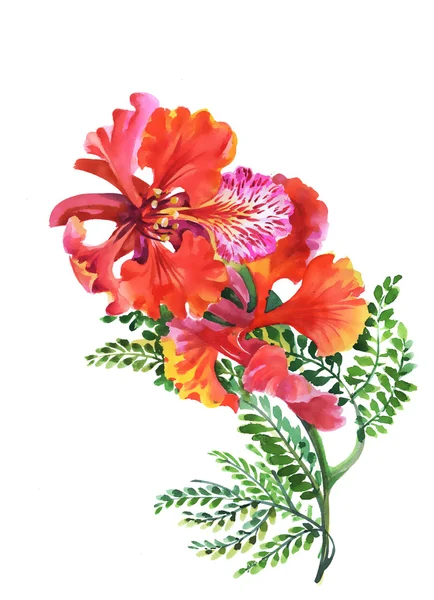 Bloeiende aquarel hibiscus — Stockfoto