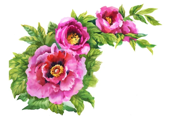 Kvetoucí květiny růžové růže — Stock fotografie
