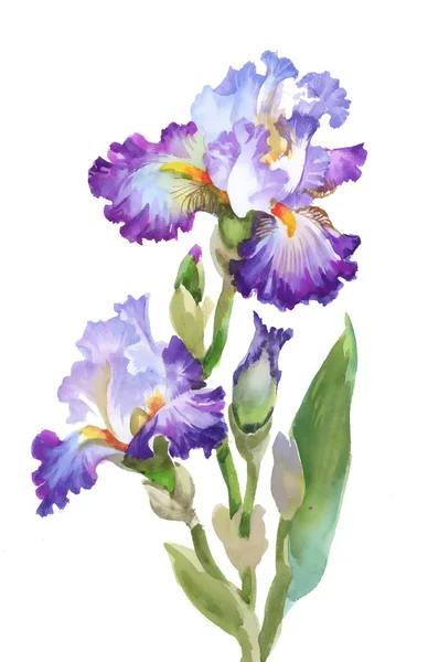 Bahçe Iris çiçekler