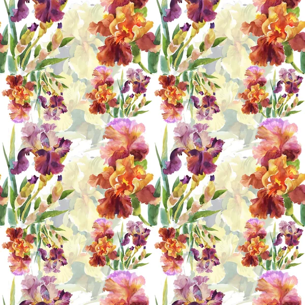 Sommer Garten Iris Blumen — Stockfoto