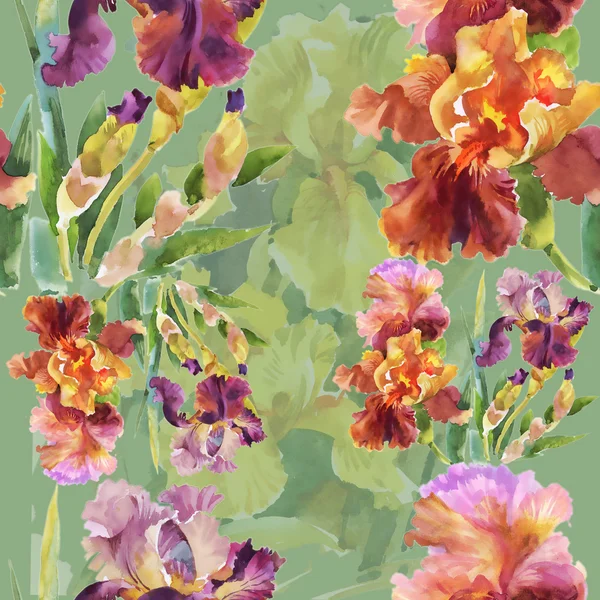 Tuin iris zomerbloemen — Stockfoto