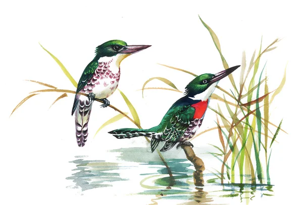 Desen ile tropikal kuşlar — Stok fotoğraf