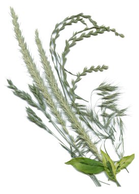 çayır otlar ve yaprakları