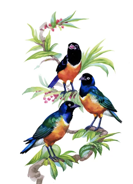 Tropische vogels op boom — Stockfoto